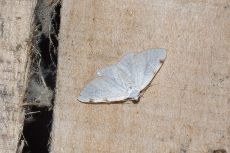 Lomographa bimaculata - kétpontos fehéraraszoló