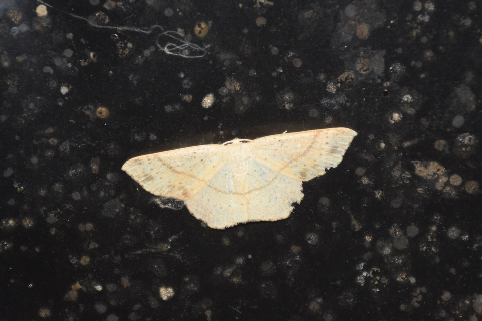 Cyclophora punctaria - sávos pettyesaraszoló