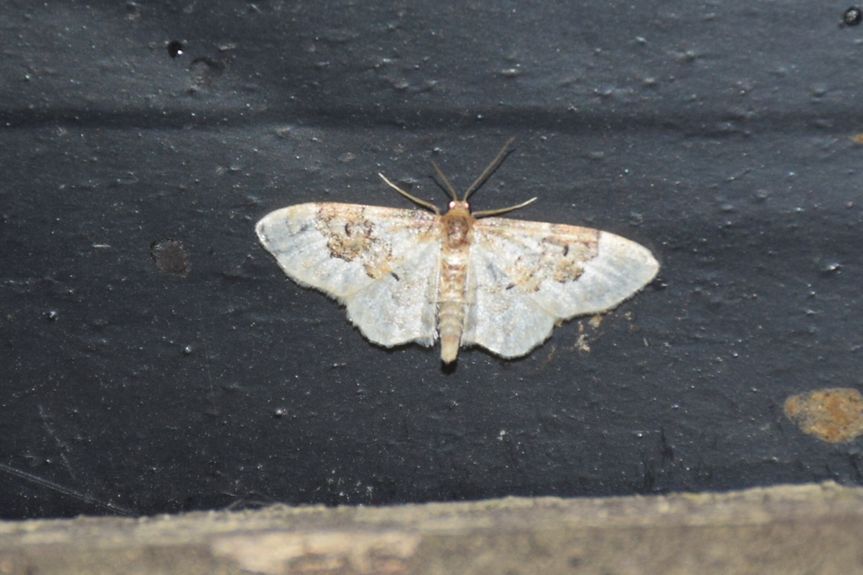 Idaea rusticata - tarka apróaraszoló