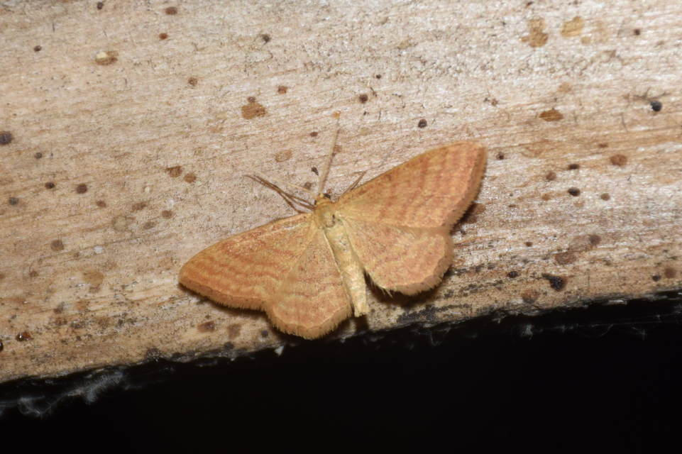 Idaea ochrata - okkerszínű sávosaraszoló