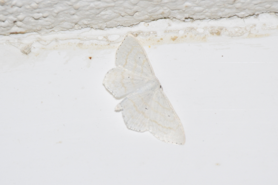 Scopula subpunctaria - törtvonalas sávosaraszoló