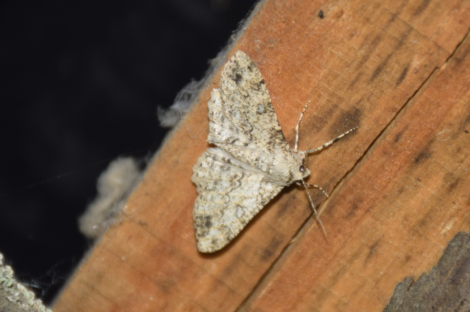 Ascotis selenaria - holdas faaraszoló