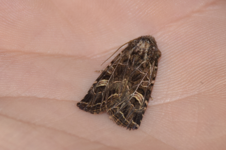 Heliophobus reticulata - fehéreres kertibagoly