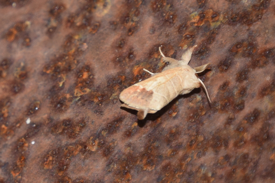 Clostera curtula - rövidszárnyú levélszövő