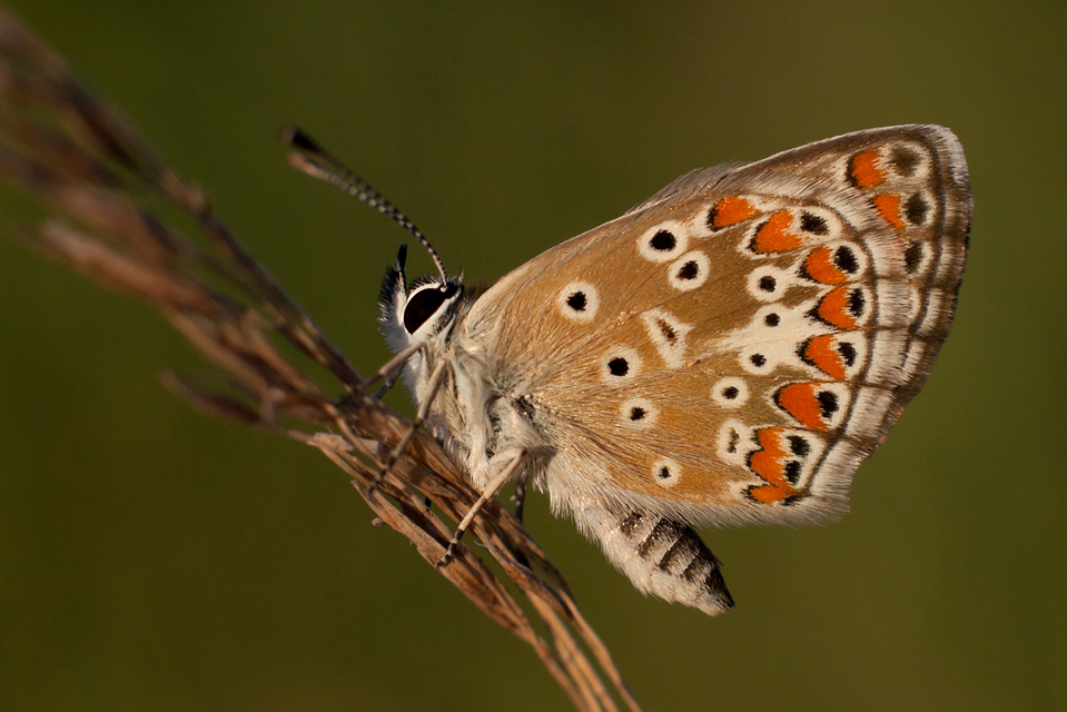 Aricia agestis - szerecsenboglárka