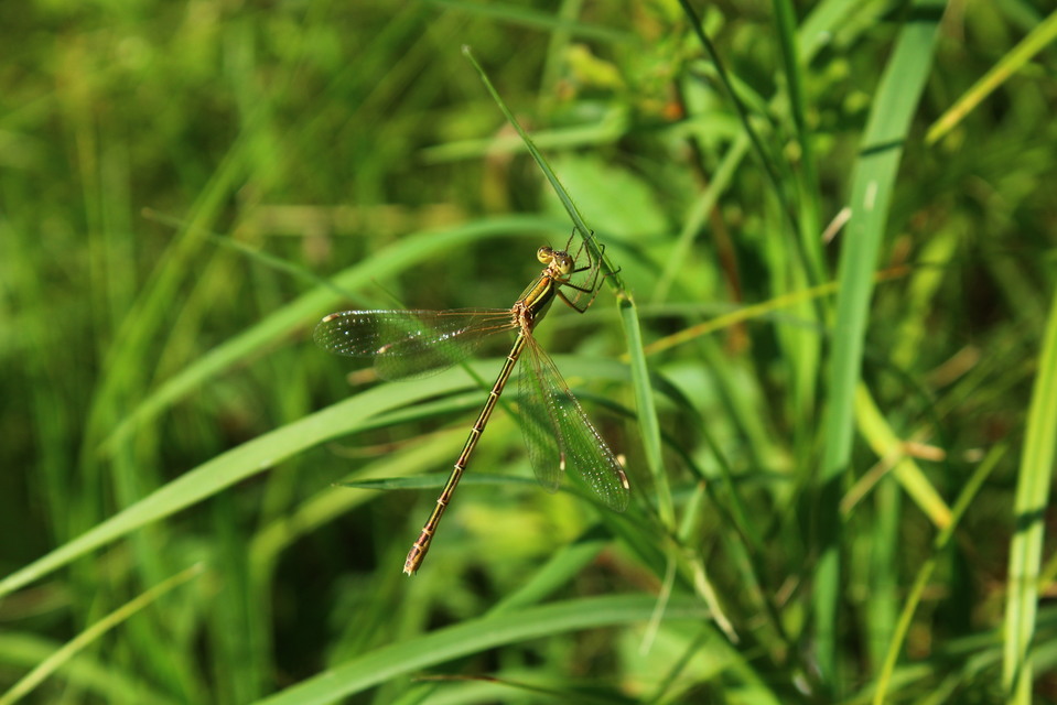 Lestes barbarus - foltosszárnyjegyű rablószitakötő