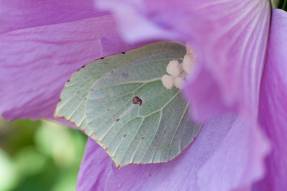 Gonepteryx rhamni - citromlepke