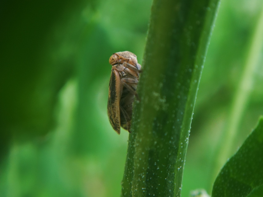 Agalmatium flavescens