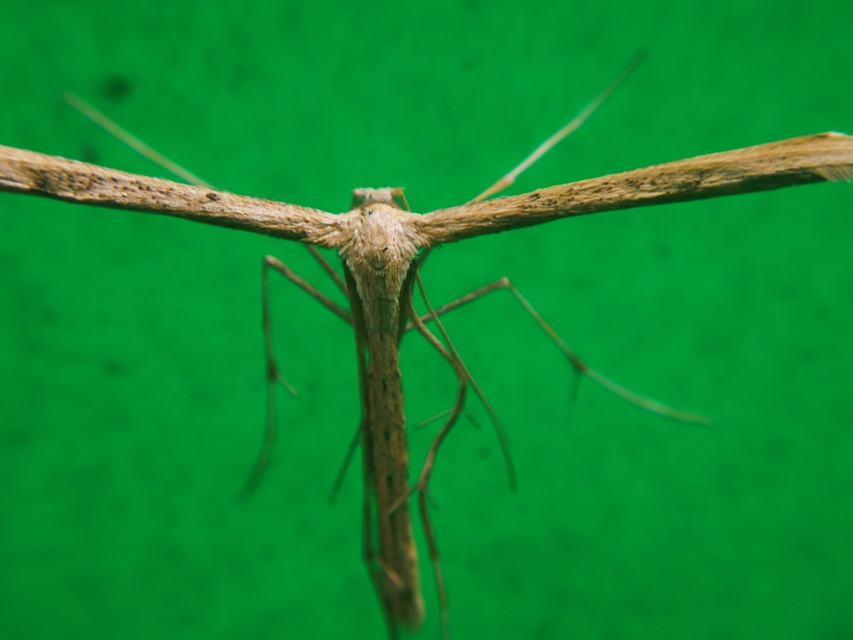 Pterophoridae - tollasmolyfélék