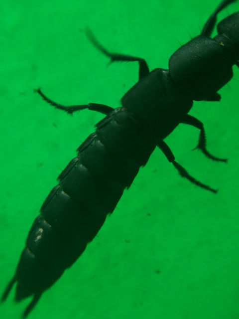 Ocypus nitens - fekete holyva