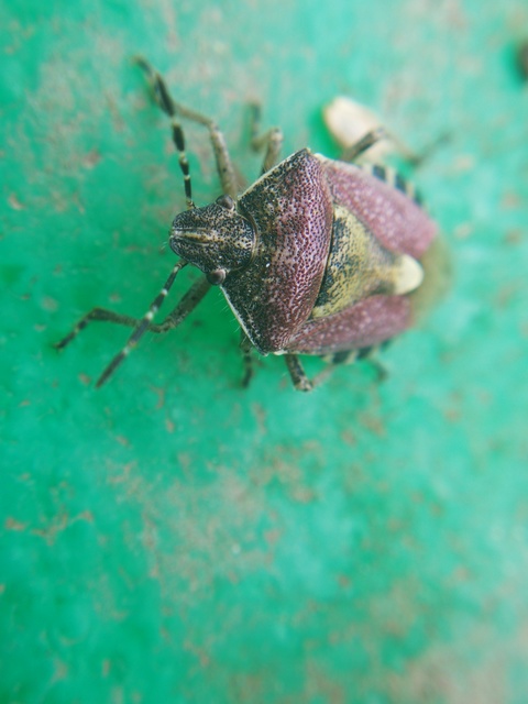 Dolycoris baccarum - közönséges bogyómászó-poloska Dolycoris baccarum - közönséges bogyómászó-poloska