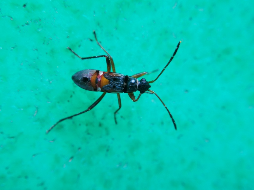 Beosus quadripunctatus - pettyes homokibodobács