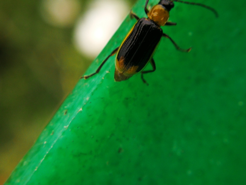 Diabrotica virgifera - amerikai kukoricabogár