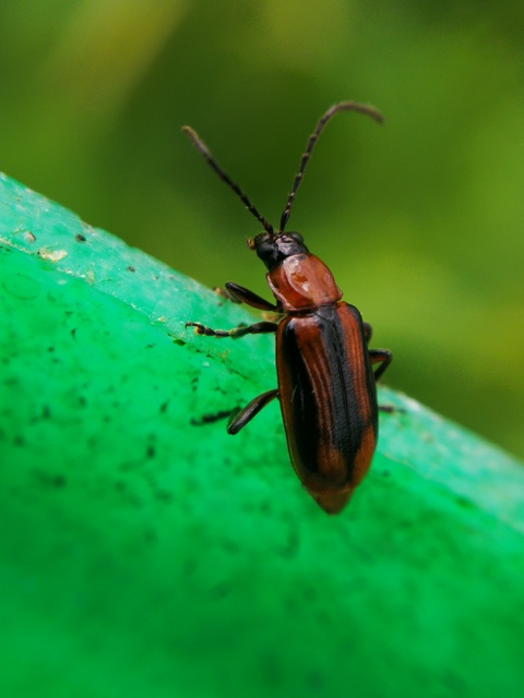 Diabrotica virgifera - amerikai kukoricabogár
