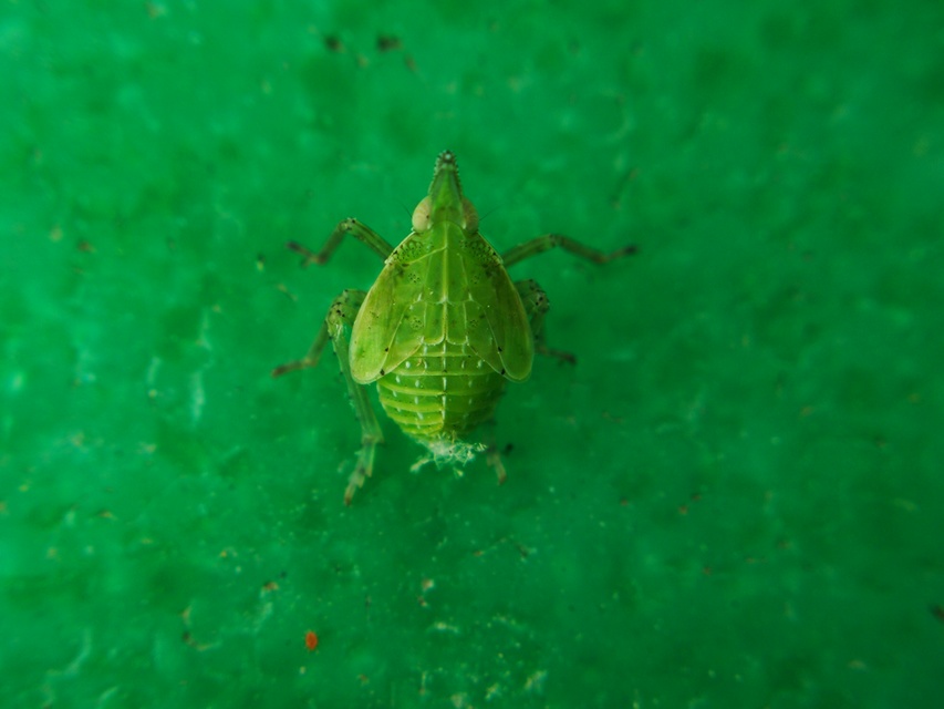 Dictyophara europaea