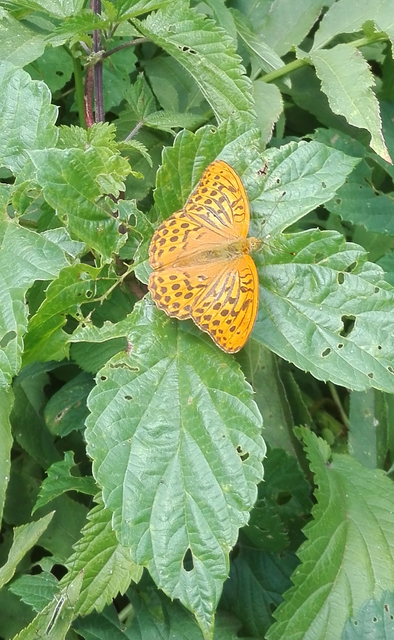 Argynnis paphia - nagy gyöngyházlepke