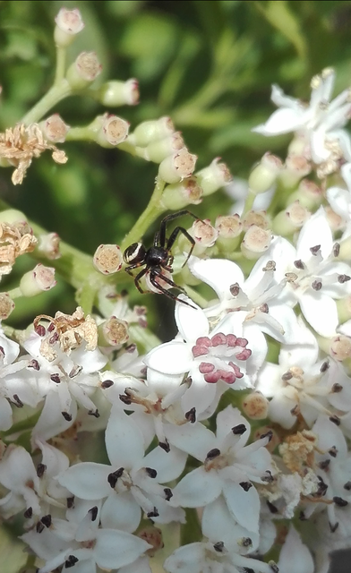 Synema globosum/ornatum