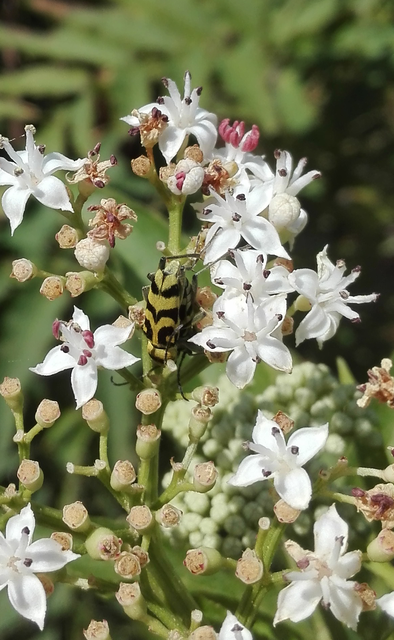 Chlorophorus varius - díszes darázscincér