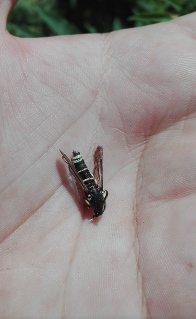 Sesiidae - szitkárfélék