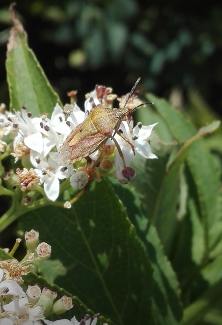 Carpocoris Carpocoris