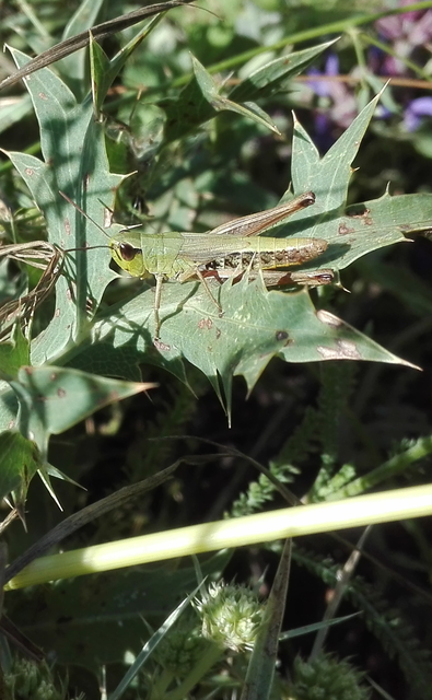 Pseudochorthippus parallelus - közönséges rétisáska