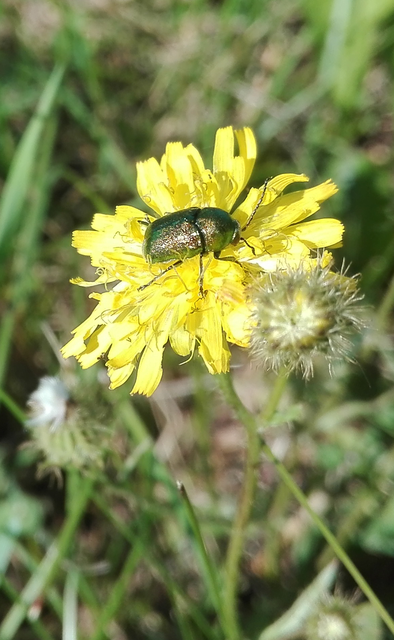 Cryptocephalus