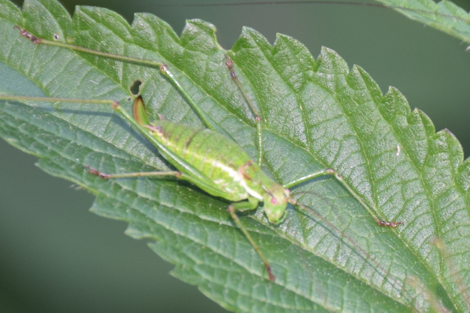 Leptophyes albovittata - közönséges virágszöcske