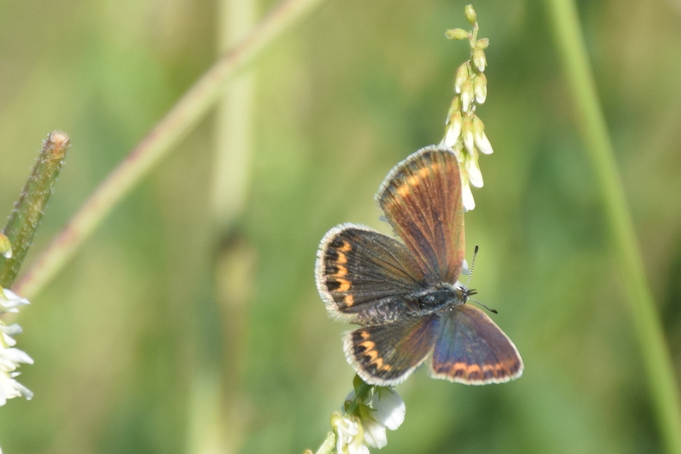 Plebejus argus - ezüstös boglárka