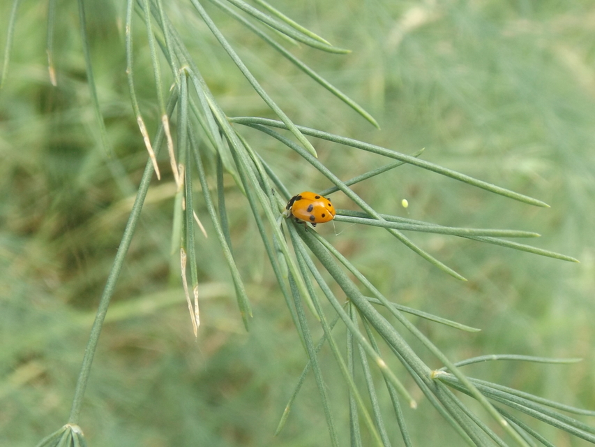 Hippodamia variegata - tizenhárompettyes katica