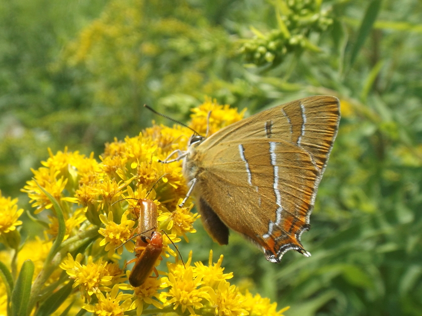 Thecla betulae - nyírfalepke