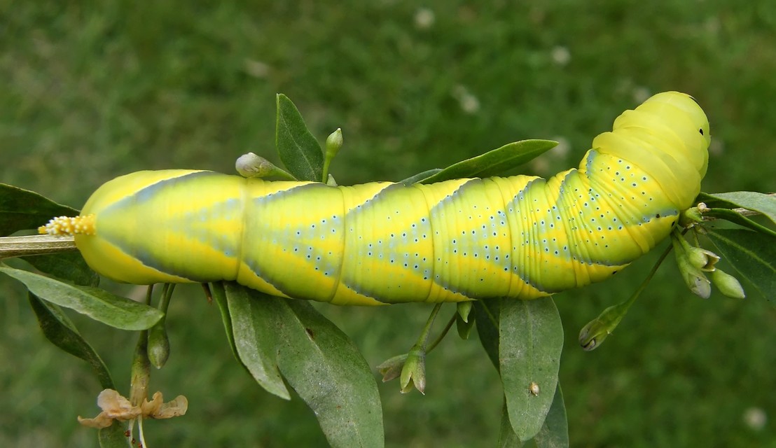 Acherontia atropos - halálfejes lepke