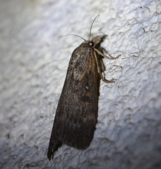 Lamoria anella - törmelékmoly