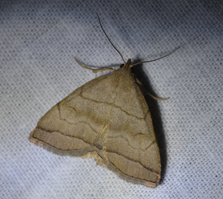Herminia tarsicrinalis - szőröslábú karcsúbagoly