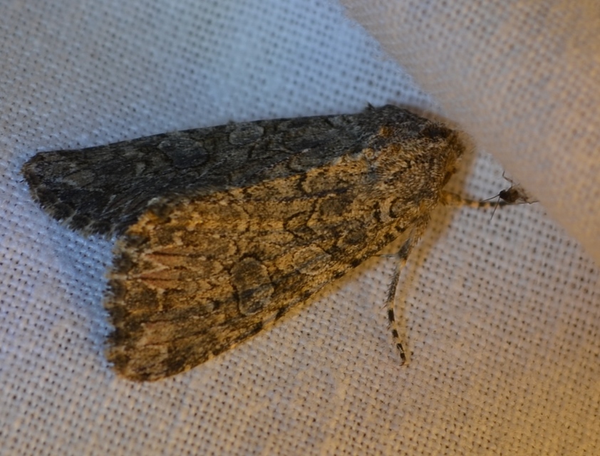 Hadula trifolii - lóherebagoly