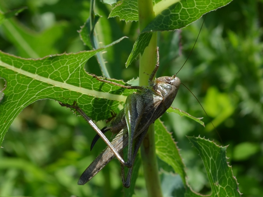 Platycleis grisea - szürke rétiszöcske