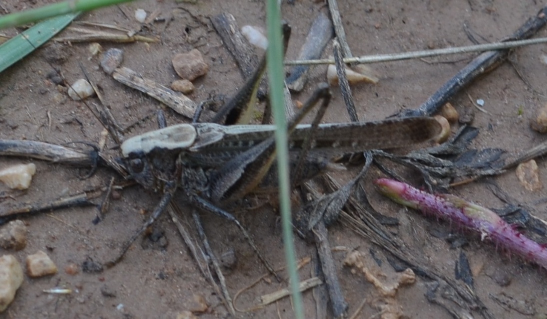 Platycleis grisea - szürke rétiszöcske