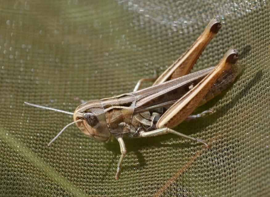 Stenobothrus lineatus - jajgató rétisáska