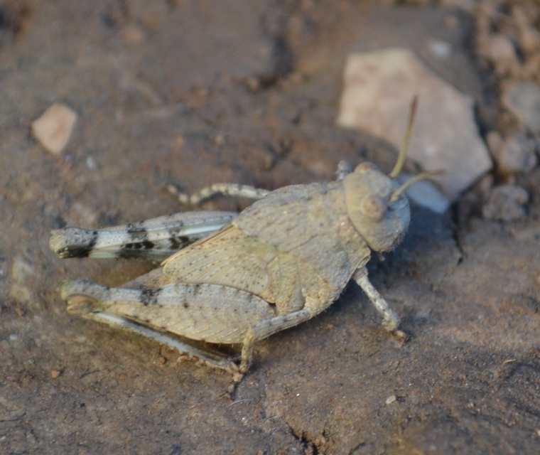 Oedipoda caerulescens - kékszárnyú sáska