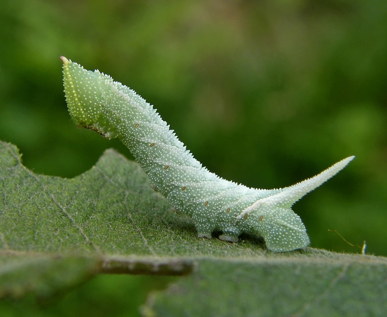 Smerinthus ocellatus - esti pávaszem