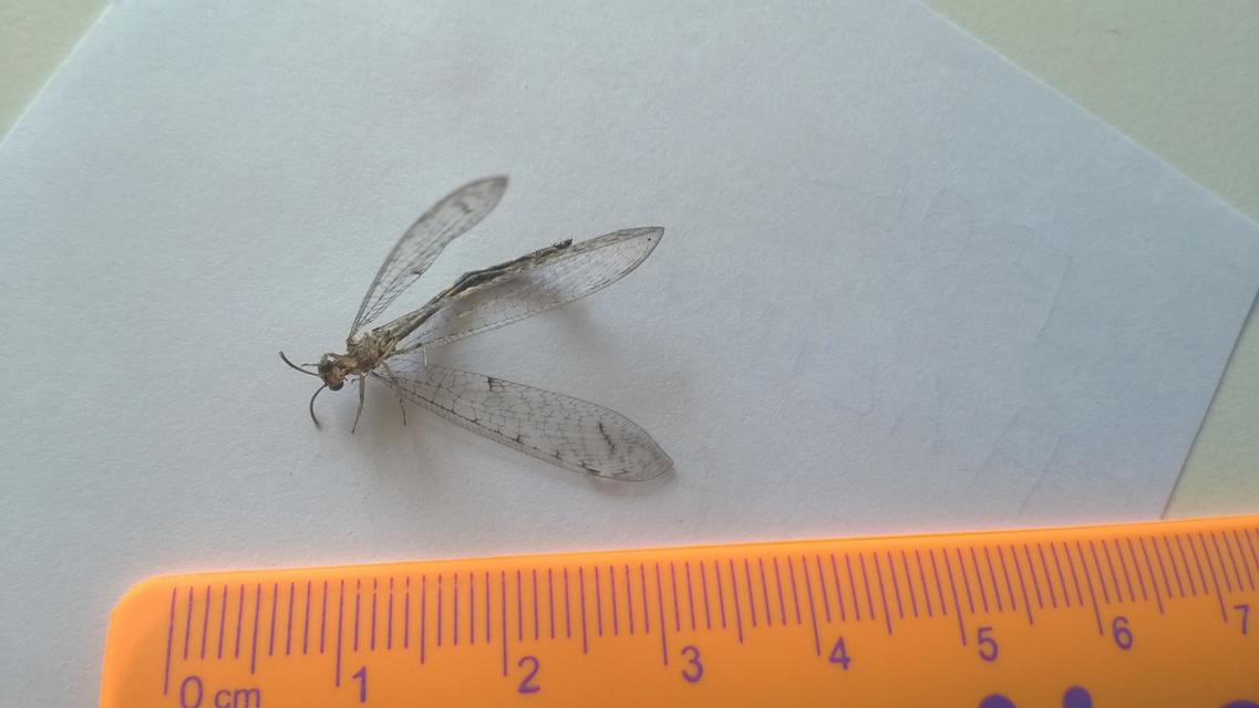 Myrmeleontidae - hangyalesők