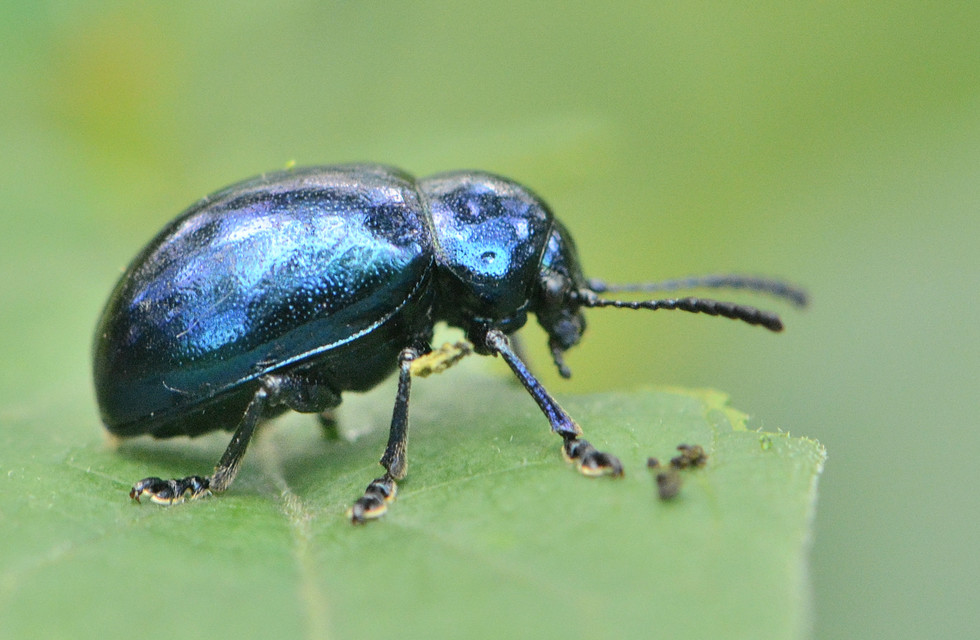 Chrysochus asclepiadeus - tündöklő méreggyiloklevelész Chrysochus asclepiadeus - tündöklő méreggyiloklevelész