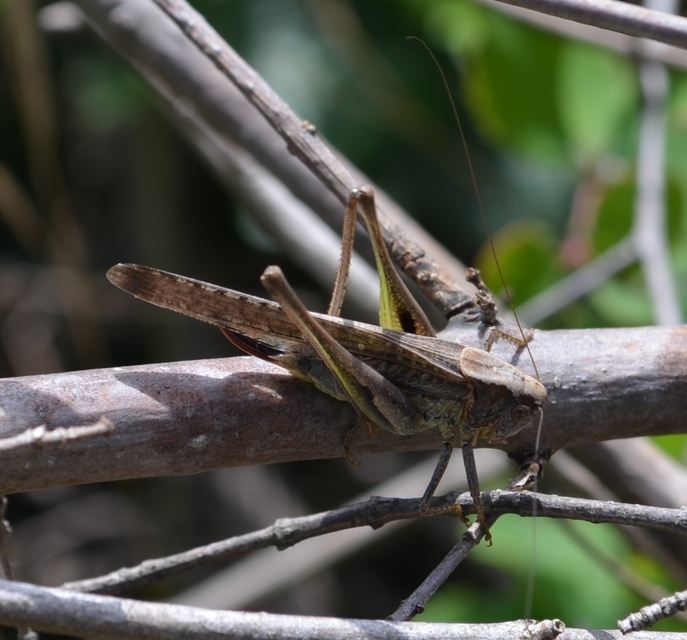 Platycleis grisea - szürke rétiszöcske