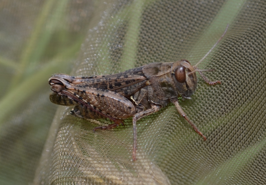 Calliptamus italicus - olaszsáska