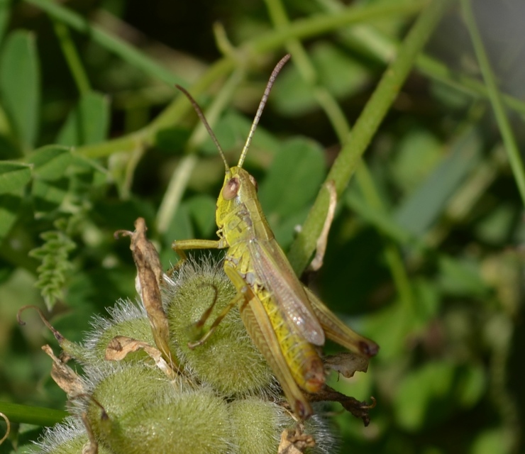 Pseudochorthippus parallelus - közönséges rétisáska