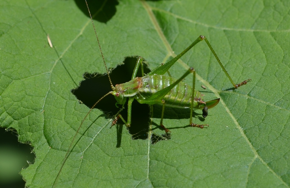 Leptophyes albovittata - közönséges virágszöcske