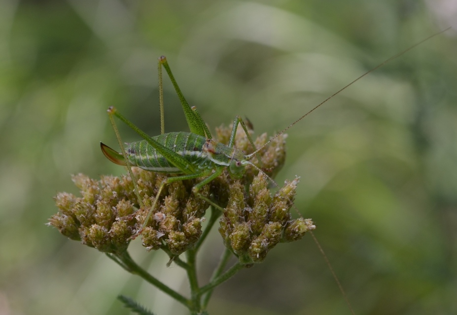 Leptophyes albovittata - közönséges virágszöcske