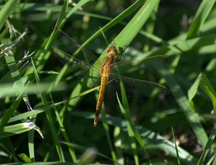 Orthetrum coerulescens - karcsú pásztorszitakötő