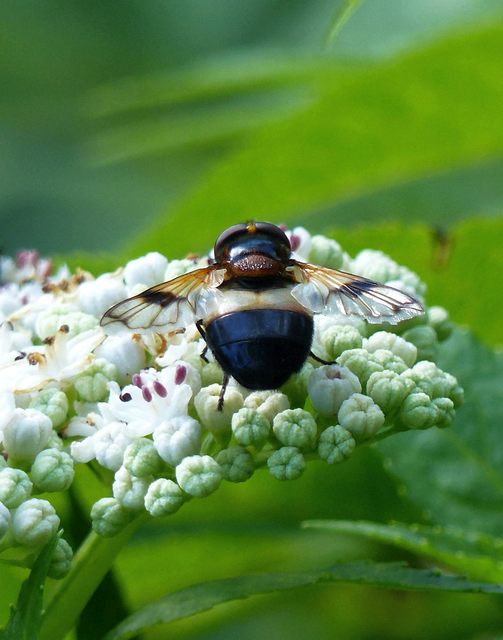 Volucella pellucens - üvegpotrohú pihelégy