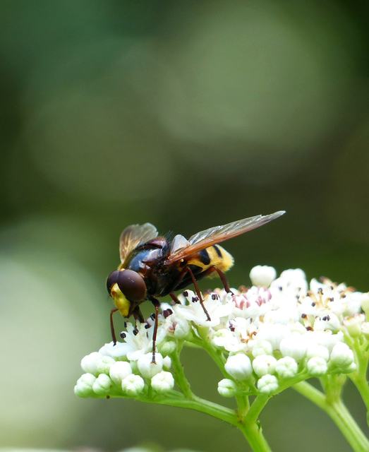 Volucella zonaria - kétöves pihelégy