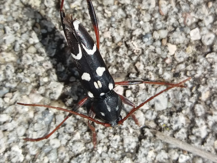 Isotomus speciosus - nyírfa-darázscincér